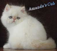 Питомник Amanda's Cub