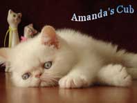 Питомник Amanda's Cub